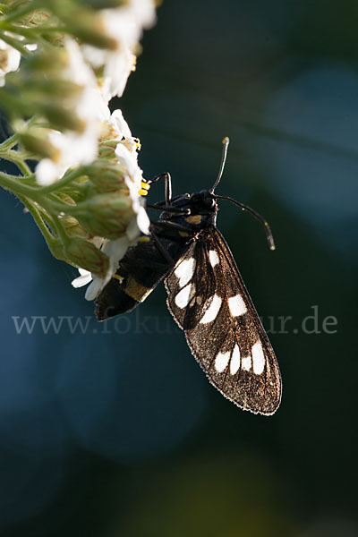 Weißfleckwidderchen (Syntomis phegea)