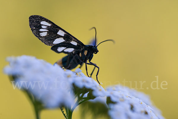 Weißfleckwidderchen (Syntomis phegea)