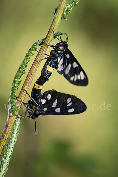 Weißfleckwidderchen (Syntomis phegea)