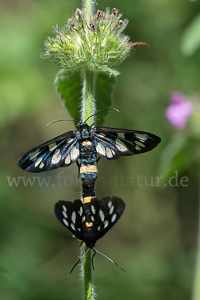 Weißfleckwidderchen (Syntomis phegea)