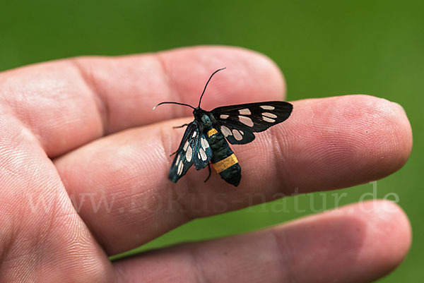 Weißfleckwidderchen (Syntomis phegea)