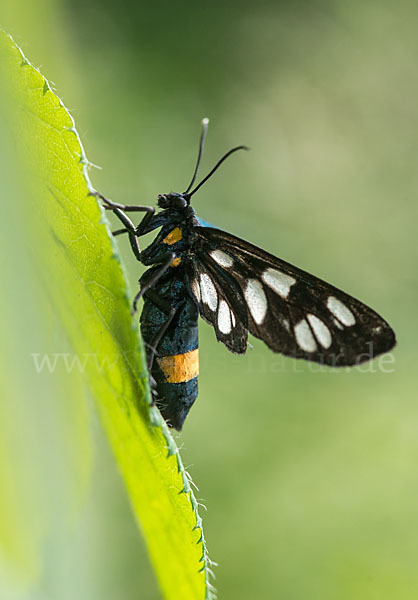 Weißfleckwidderchen (Syntomis phegea)