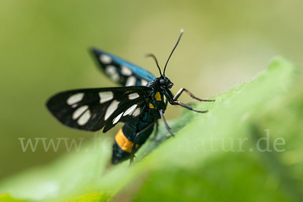 Weißfleckwidderchen (Syntomis phegea)