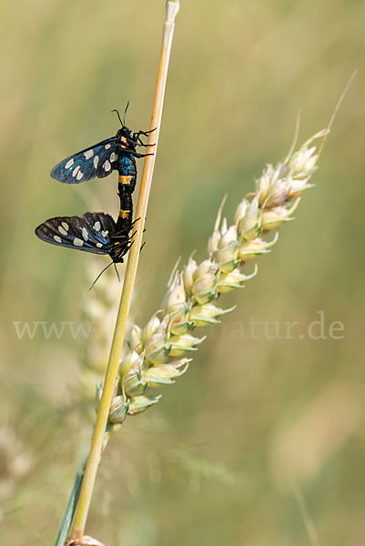 Weißfleckwidderchen (Syntomis phegea)