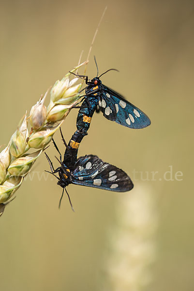 Weißfleckwidderchen (Syntomis phegea)