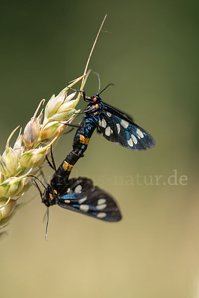 Weißfleckwidderchen (Syntomis phegea)