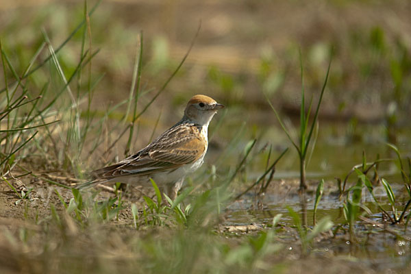 Weißflügellerche (Melanocorypha leucoptera)