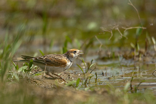 Weißflügellerche (Melanocorypha leucoptera)