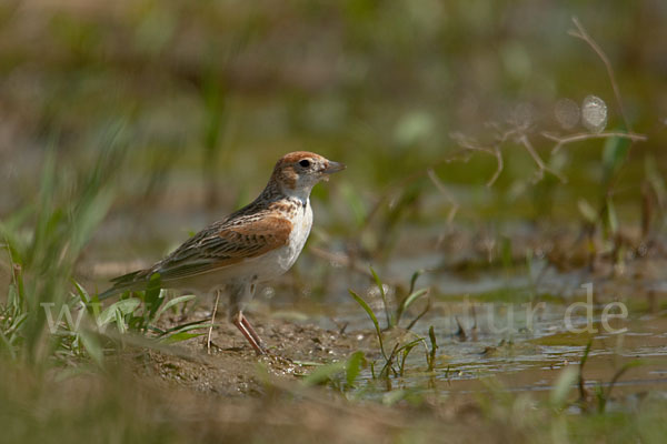 Weißflügellerche (Melanocorypha leucoptera)