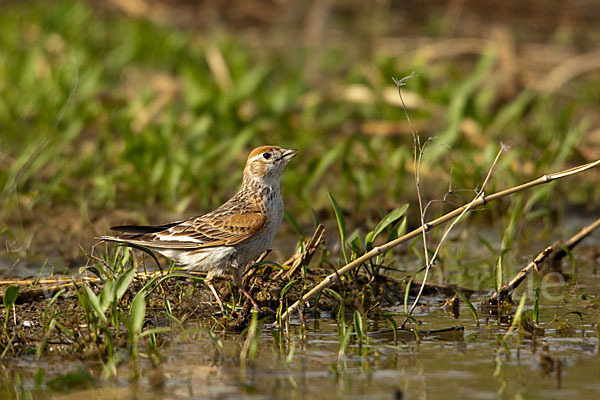 Weißflügellerche (Melanocorypha leucoptera)