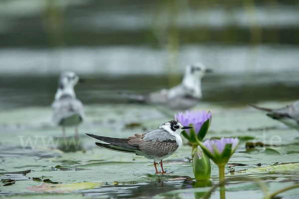 Weißflügelseeschwalbe (Chlidonias leucopterus)