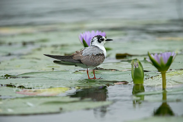 Weißflügelseeschwalbe (Chlidonias leucopterus)