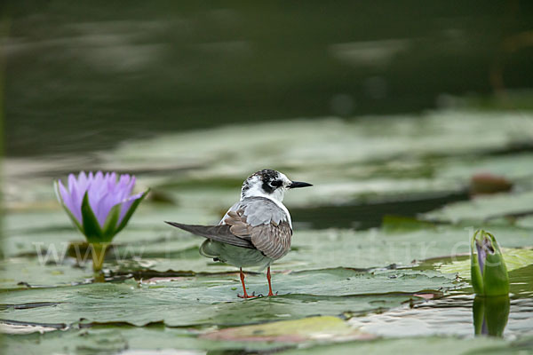 Weißflügelseeschwalbe (Chlidonias leucopterus)