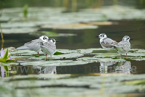 Weißflügelseeschwalbe (Chlidonias leucopterus)