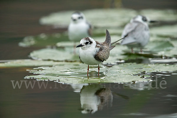 Weißflügelseeschwalbe (Chlidonias leucopterus)