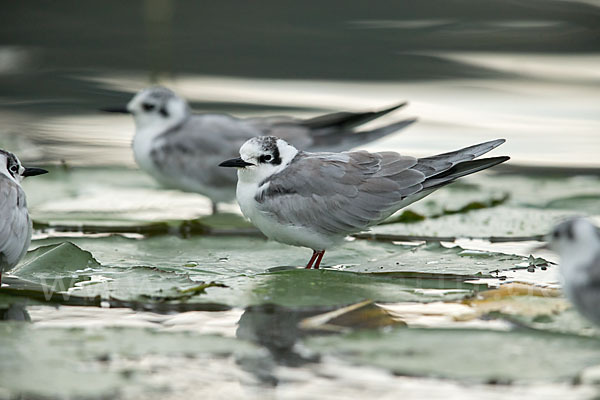 Weißflügelseeschwalbe (Chlidonias leucopterus)