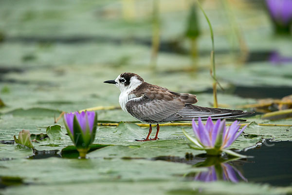 Weißflügelseeschwalbe (Chlidonias leucopterus)