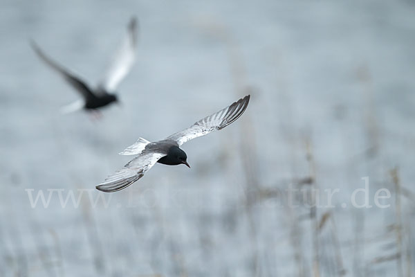 Weißflügelseeschwalbe (Chlidonias leucopterus)