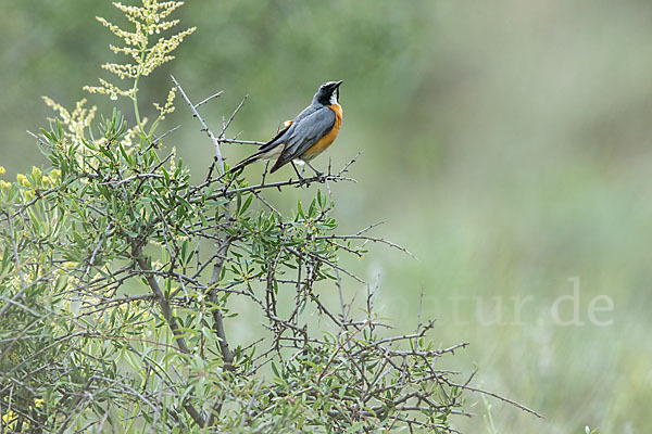 Weißkehlsänger (Irania gutturalis)