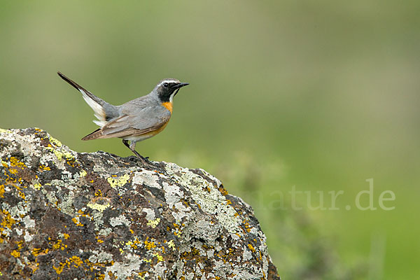 Weißkehlsänger (Irania gutturalis)