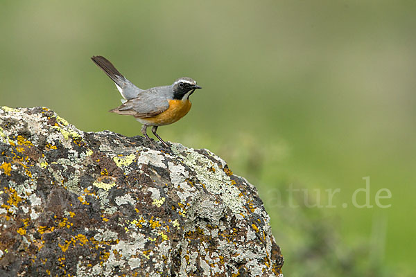 Weißkehlsänger (Irania gutturalis)