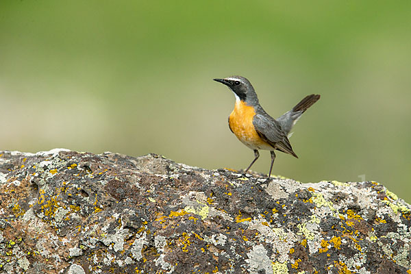 Weißkehlsänger (Irania gutturalis)