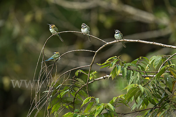 Weißkehlspint (Merops albicollis)