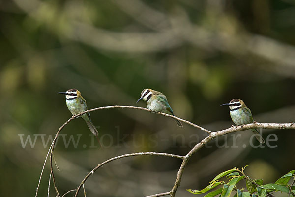 Weißkehlspint (Merops albicollis)