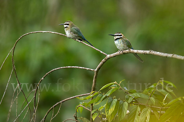 Weißkehlspint (Merops albicollis)