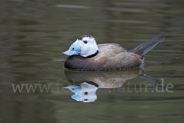 Weißkopfruderente (Oxyura leucocephala)