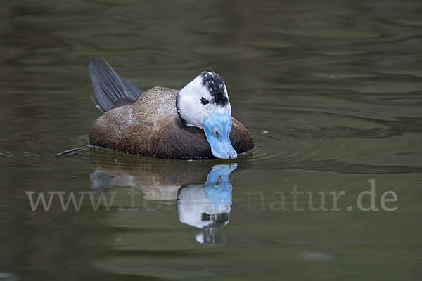 Weißkopfruderente (Oxyura leucocephala)