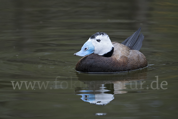 Weißkopfruderente (Oxyura leucocephala)