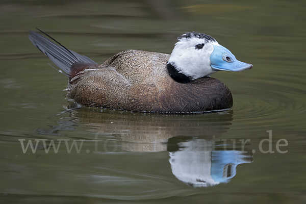 Weißkopfruderente (Oxyura leucocephala)