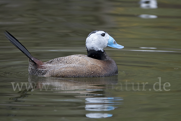 Weißkopfruderente (Oxyura leucocephala)