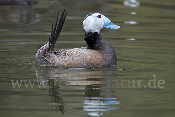 Weißkopfruderente (Oxyura leucocephala)