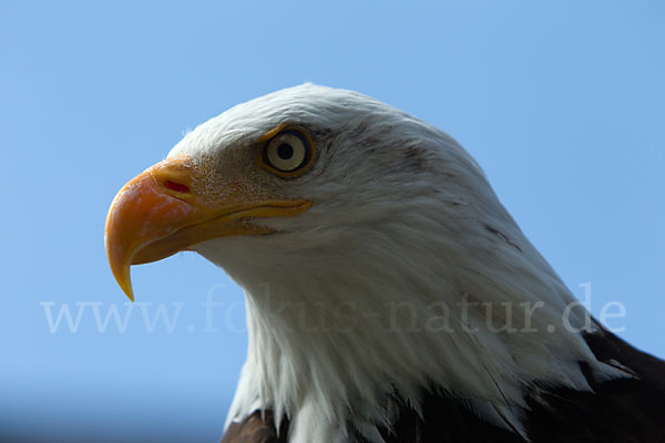 Weißkopfseeadler (Haliaeetus leucocephalus)