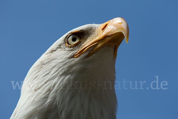 Weißkopfseeadler (Haliaeetus leucocephalus)