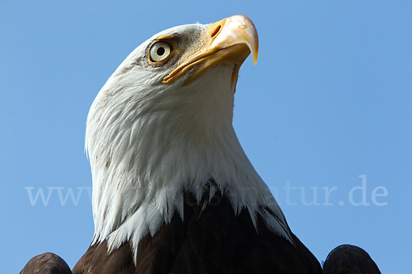 Weißkopfseeadler (Haliaeetus leucocephalus)