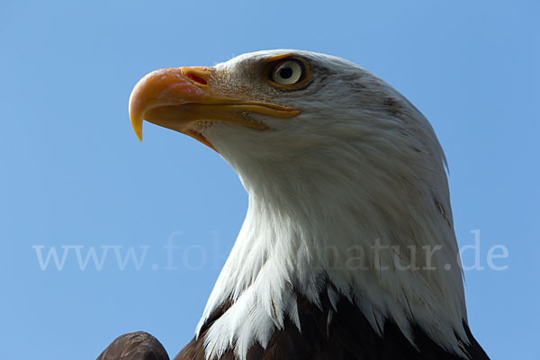 Weißkopfseeadler (Haliaeetus leucocephalus)