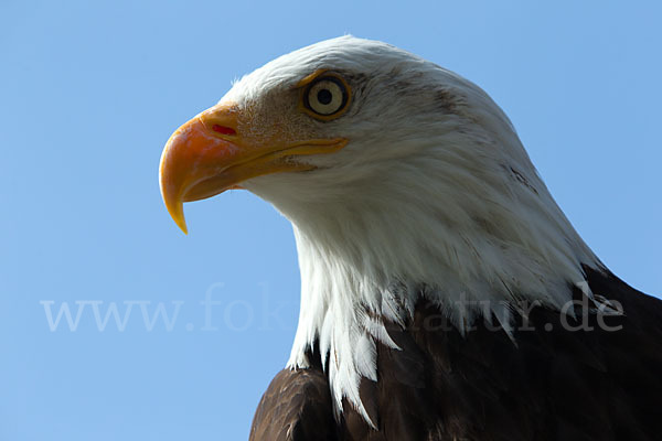 Weißkopfseeadler (Haliaeetus leucocephalus)