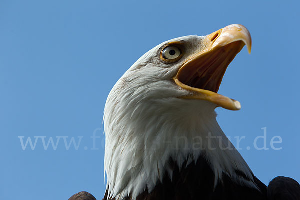 Weißkopfseeadler (Haliaeetus leucocephalus)