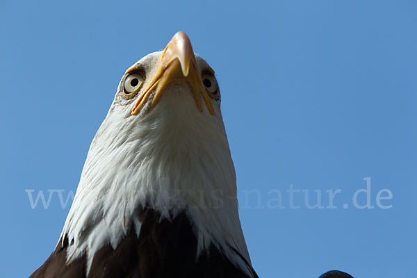 Weißkopfseeadler (Haliaeetus leucocephalus)