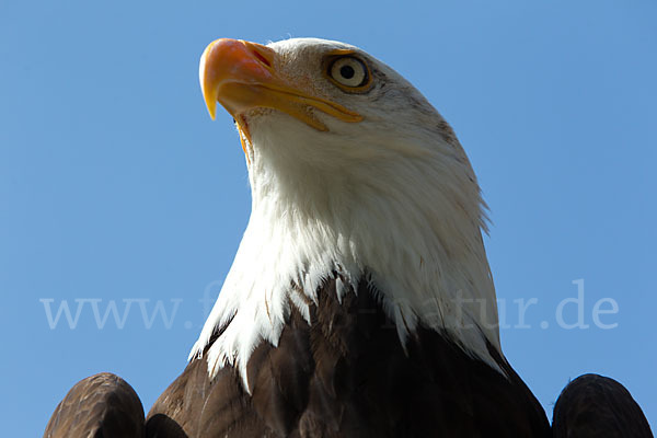 Weißkopfseeadler (Haliaeetus leucocephalus)