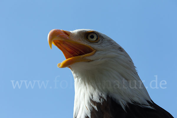 Weißkopfseeadler (Haliaeetus leucocephalus)