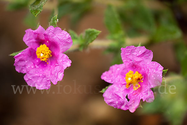 Weißliche Zistrose (Cistus albidus)