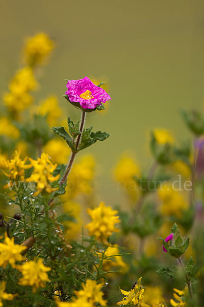 Weißliche Zistrose (Cistus albidus)