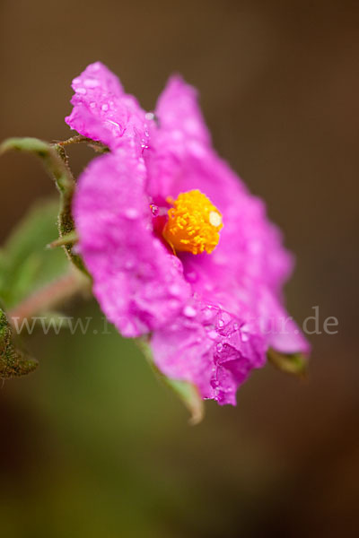 Weißliche Zistrose (Cistus albidus)