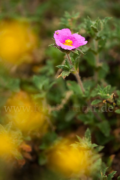 Weißliche Zistrose (Cistus albidus)