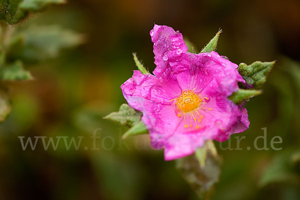 Weißliche Zistrose (Cistus albidus)