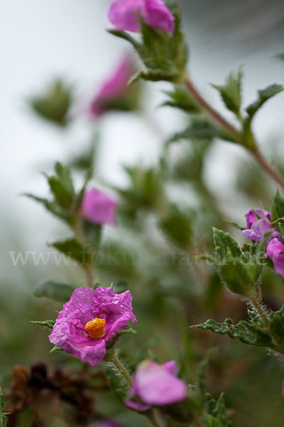 Weißliche Zistrose (Cistus albidus)